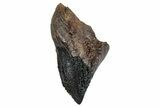 Gorgeous, Rooted Triceratops Tooth - Wyoming #263401-1